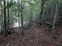Bosque de Salenques
