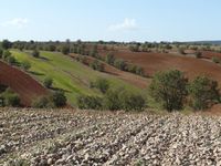 Campos de cultivo