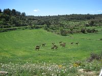 Cabras montesas