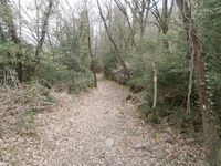 Sendero sobre bosque otoñal