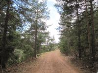 Sendero sobre pista forestal