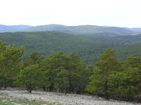 Vista panorámica de pinares en Sierra Alta