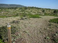 Baliza de madera señalización sendero