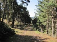 Sendero atravesando el pinar