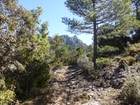 Senda
