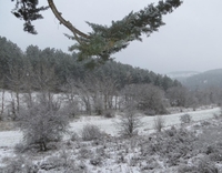 Pinares de Luco de Jiloca